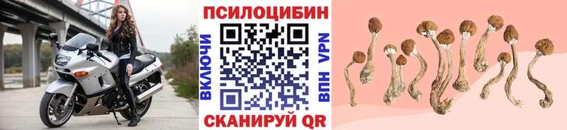 Псилоцибиновые грибы Cubensis Тимашёвск